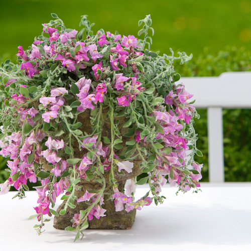 Image of Antirrhinum hybrid