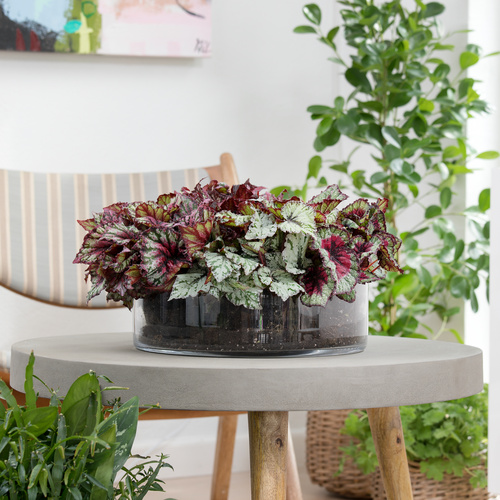 Begonia rex luftrensere Begonia Begoniaceae (65195)