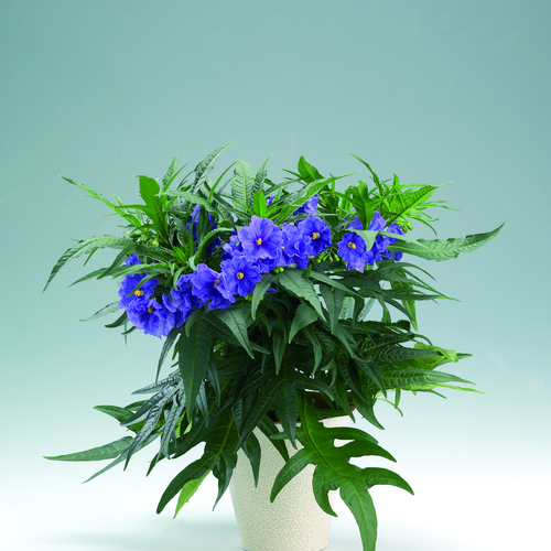 Image of Solanum aviculare