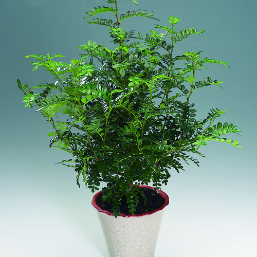 Image of Zanthoxylum piperitum