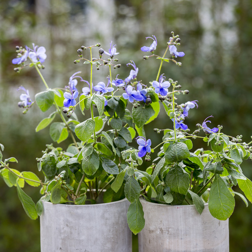 Clerodendrum Verbenaceae (8210)