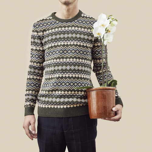 Phalaenopsis Orchidaceae (86123)