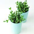 Gibbaeum petrense.jpg
