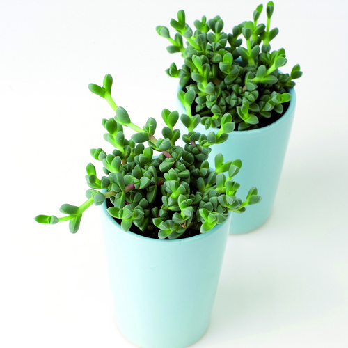 Gibbaeum Aizoaceae (9825)