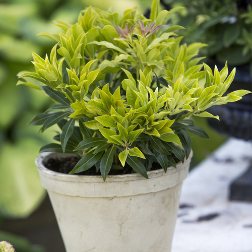 Pieris Ericaceae (12809)