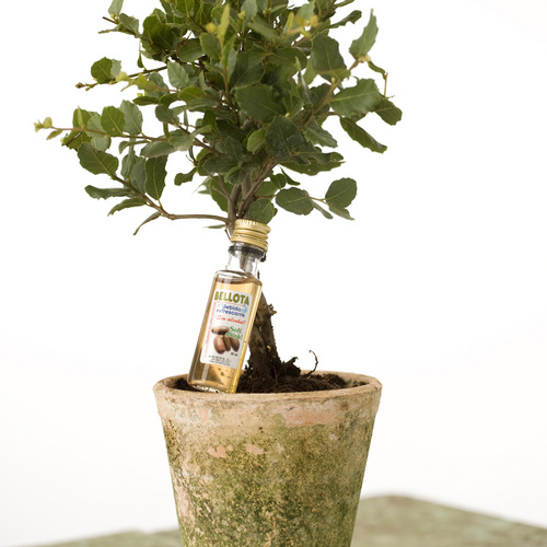 Image of Quercus super