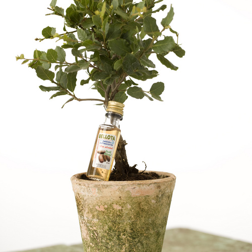 Quercus Fagaceae (13135)