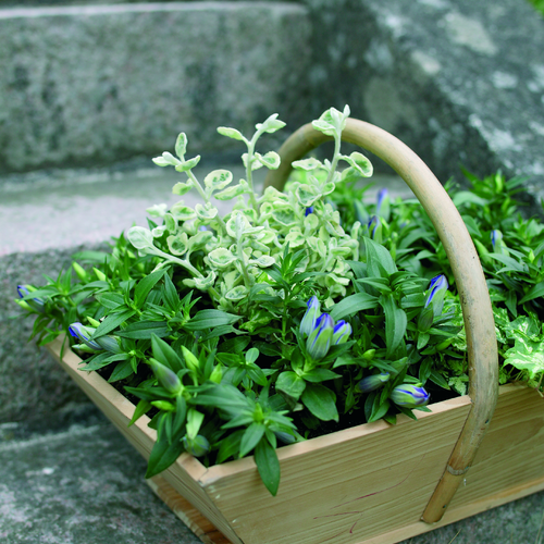 Gentiana Gentianaceae (9734)