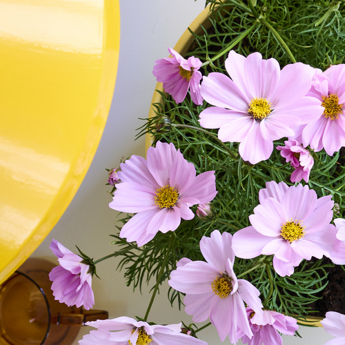 Cosmos Asteraceae (441239)