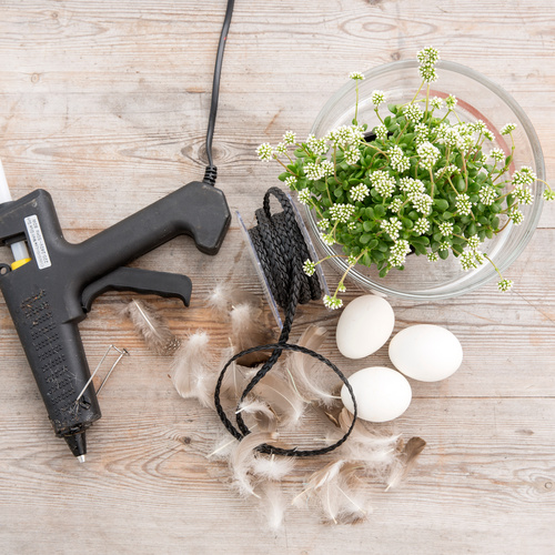 Image of Crassula radicans