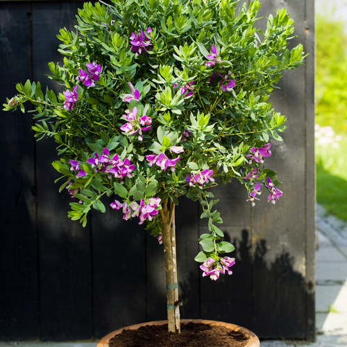 20100519WF9R8642-2 Polygala Polygalaceae (12890)