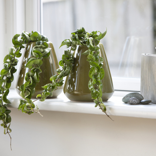 Image of Hoya carnosa