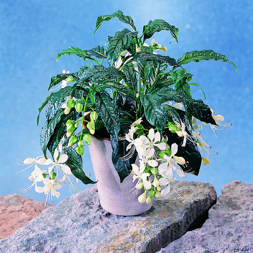 Clerodendrum Verbenaceae (8217)