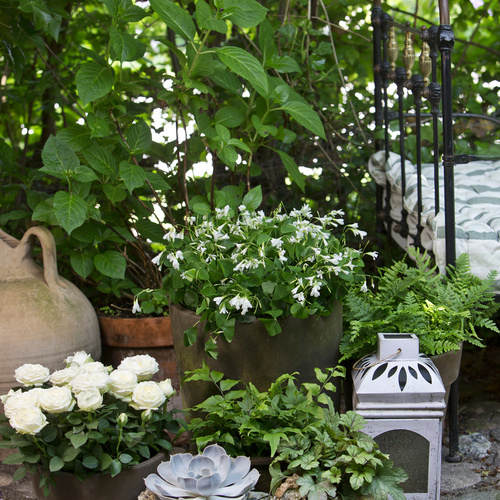 Image of Oxalis regnelli