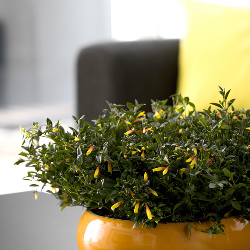 140110 41 Jacobinia Acanthaceae (10725)