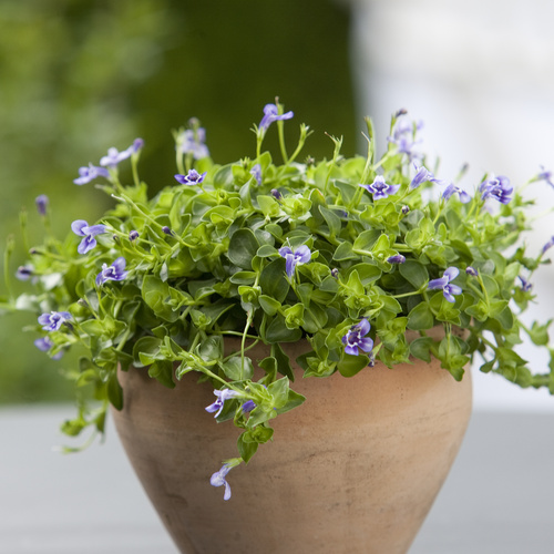 Image of Lindernia grandiflora