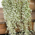 Image of Dichondra repens