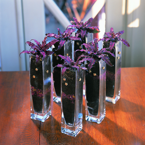 Image of Cryptanthus bivittatus