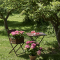 Image of Hydrangea macrophylla