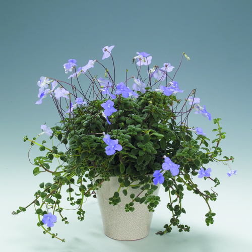 streptocarpus saxorum2 Streptocarpus Gesneriaceae (14969)