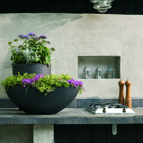 efteraar udekok2 fd 43 Trachelium Campanulaceae (15065)