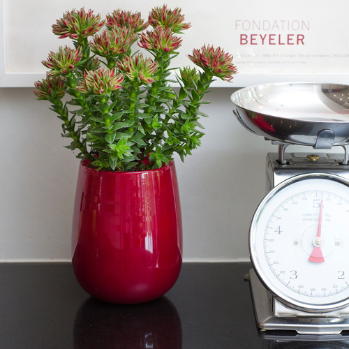 Image of Crassula coccinea