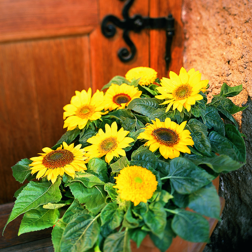 Helianthus Compositae (10036)