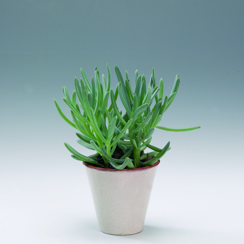 Image of Senecio haworthii