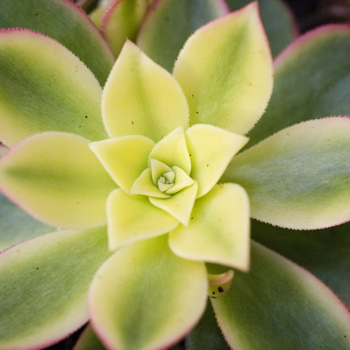 20110819wf9r0425 Aeonium Crassulaceae (6307)