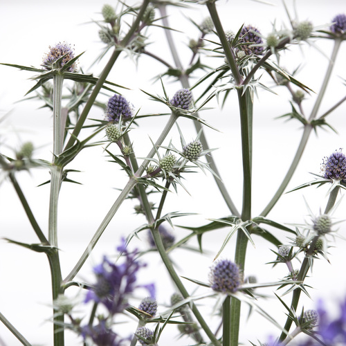 Image of Eryngium amethystinum