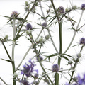 Image of Eryngium amethystinum