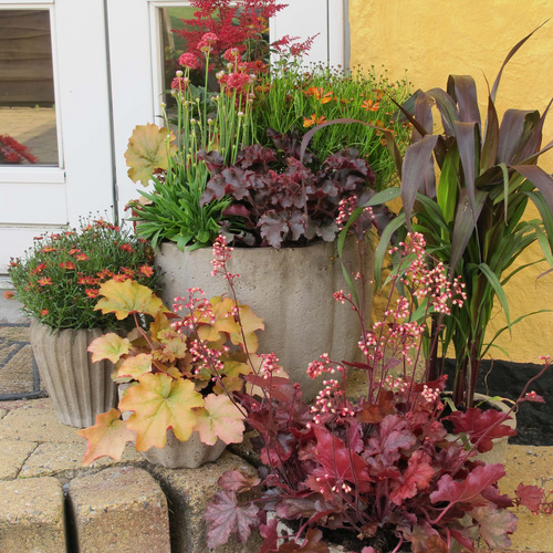 Coreopsis Compositae (8267)