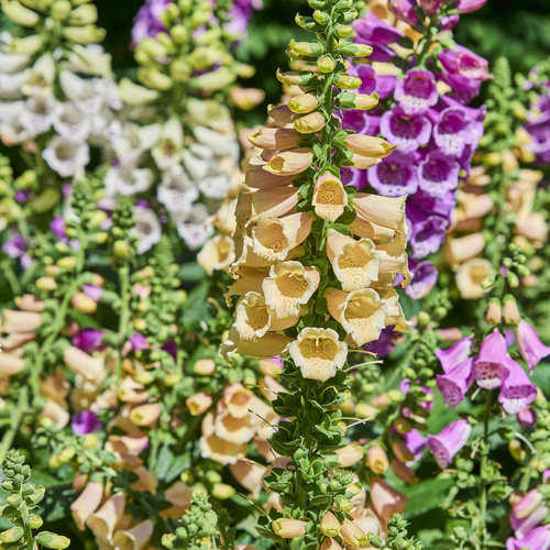 Digitalis Scrophulariaceae (440646)
