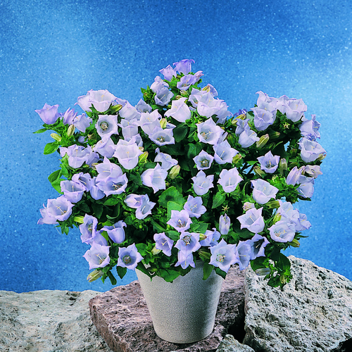 Image of Campanula leutwenii