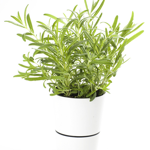 Image of Rosmarinus officinalis