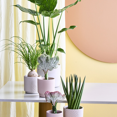 Sansevieria Agavaceae (441238)