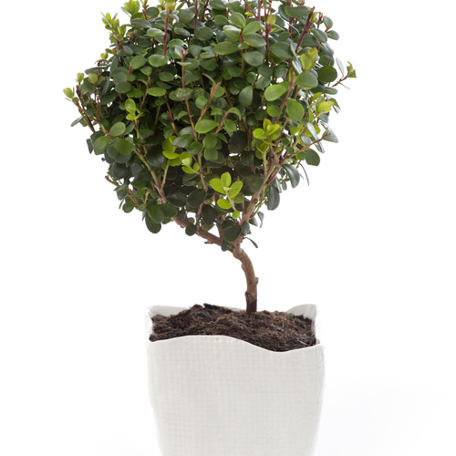 Image of Myrsine africana