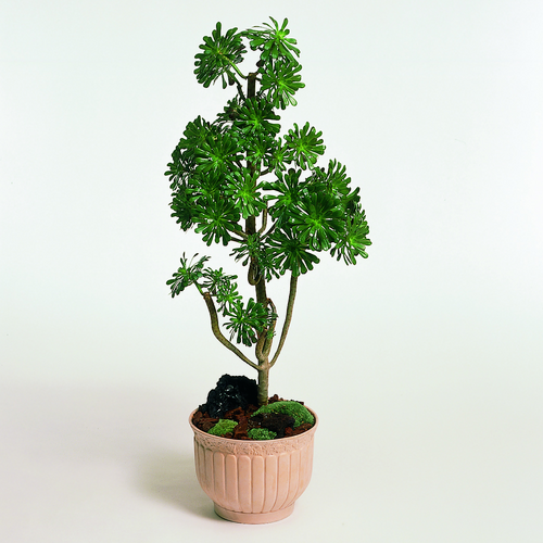 2034-aeonium Aeonium Crassulaceae (6305)