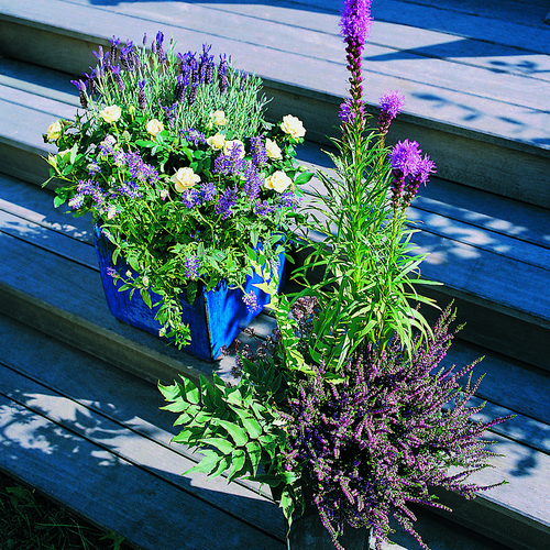 Image of Erica carnea
