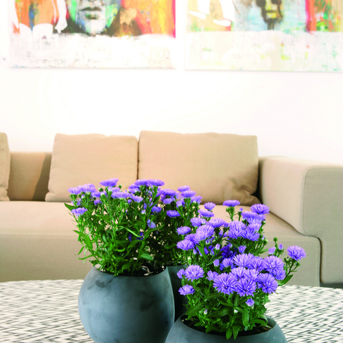 Image of Aster novi-belgii