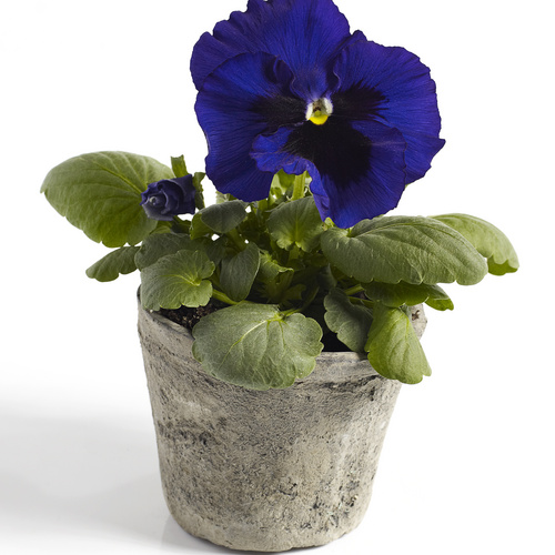 Viola Violaceae (15311)