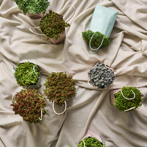 Sedum Crassulaceae (442029)