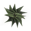 Image of Haworthia limifolia