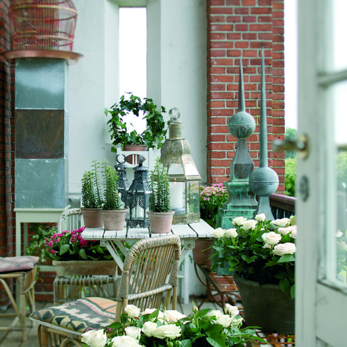 efteraar 2005 1162 Hedera Araliaceae (10025)