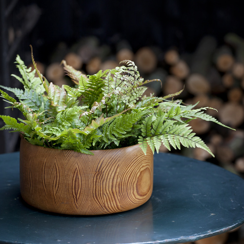 Image of Skovbregne mix