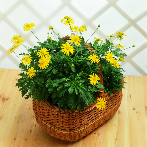 Image of Euryops chrysanthemoides