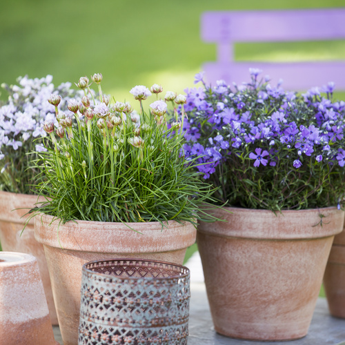 Phlox subulata Phlox Polemoniaceae (12784)