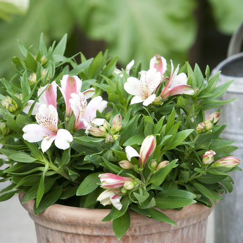 Alstroemeria Amaryllidaceae (6450)