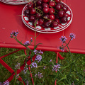 Image of Verbena bonariensis