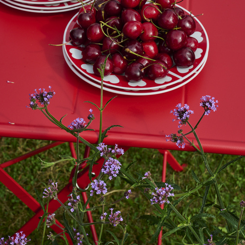 Verbena Verbenaceae (442624)